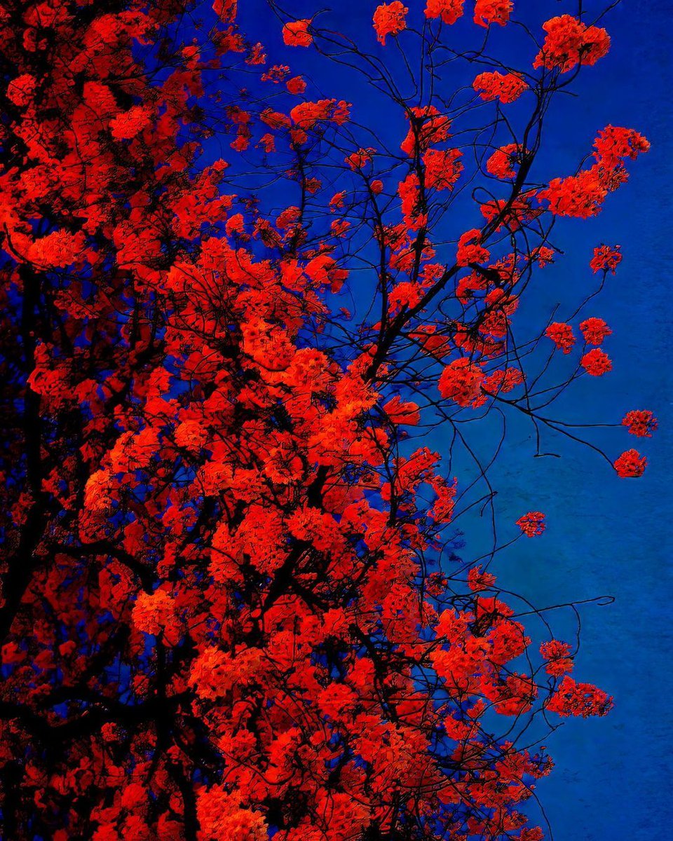 Flowers Contrast with the Sky ♥️ by Albarràn Cabrera #flowers #Nature #art