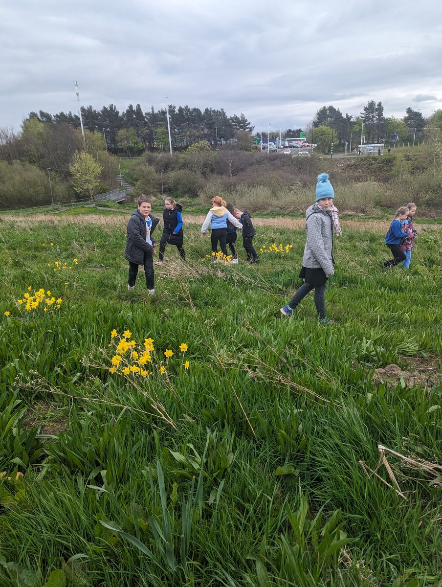 BroccoliWeeTree's tweet image. This week we went out to visit the daffodils we planted in November to see them now they are grown and writing about them this week. 🌼🌼🌼🌼🌼🌼🌼🌼🌼