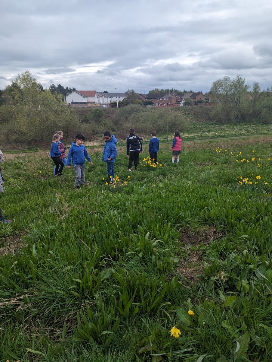 BroccoliWeeTree's tweet image. This week we went out to visit the daffodils we planted in November to see them now they are grown and writing about them this week. 🌼🌼🌼🌼🌼🌼🌼🌼🌼