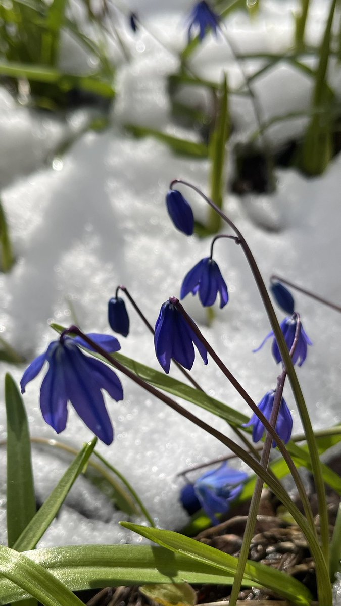 Shredding the cold #defeatthecold #snow #ice #spring #springflowers #flowers #flowerphotography #photography #fotografia #ThePhotoHour #SnowHour #channel169 #naturephotography #GardeningX #4月 #4월 #kevät