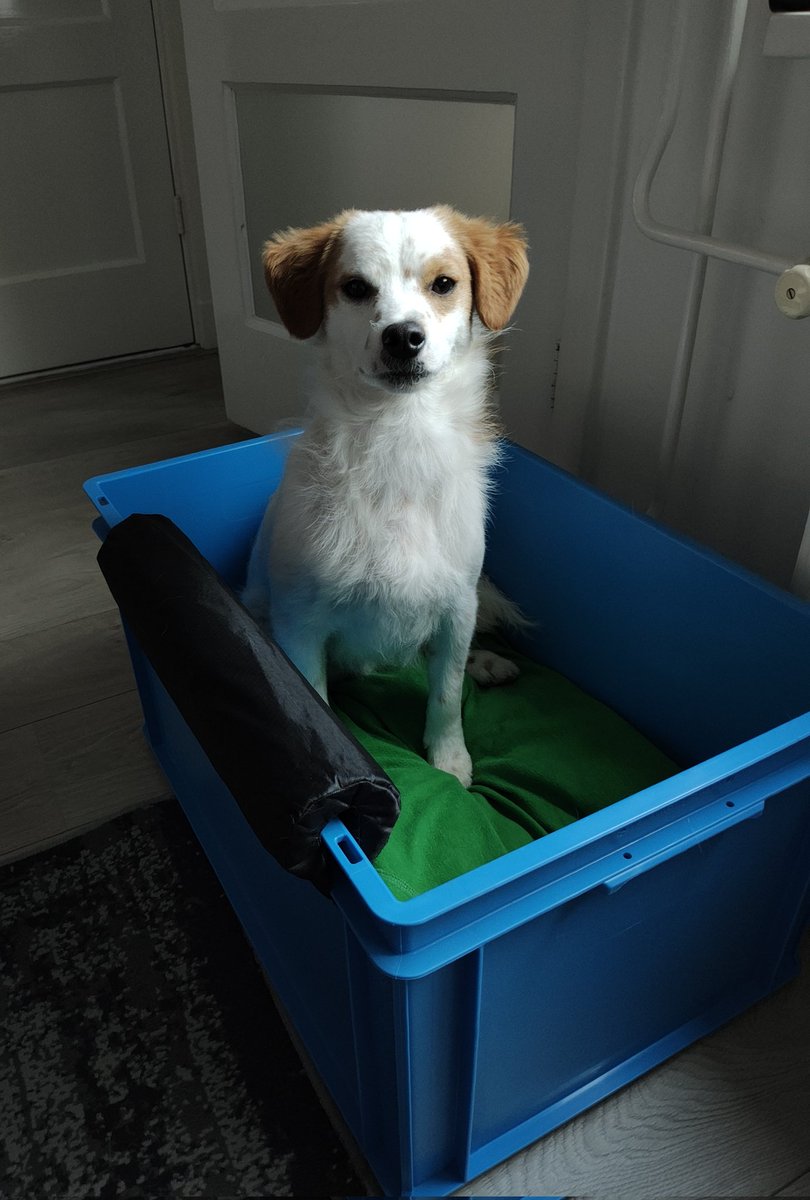 Bigger bike crate for Seppy. 
He'll be riding like a king 👑