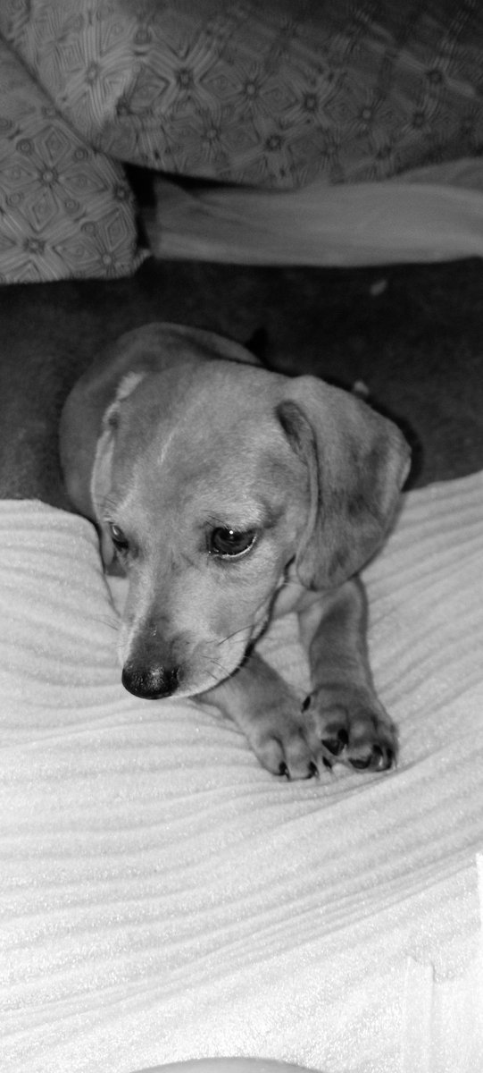 Enamorada de mi Merlín 🧡