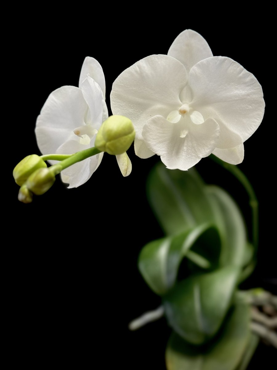 I’m naming this orchid White Dove to distinguish it from other no ID orchids. This flowered 8 months ago so it seems to flower when it wants 🤷🏻‍♂️

Phalaenopsis NoID ‘White Dove’

🌱sky #orchids #gardening #plants #houseplants #flower 🌴📷