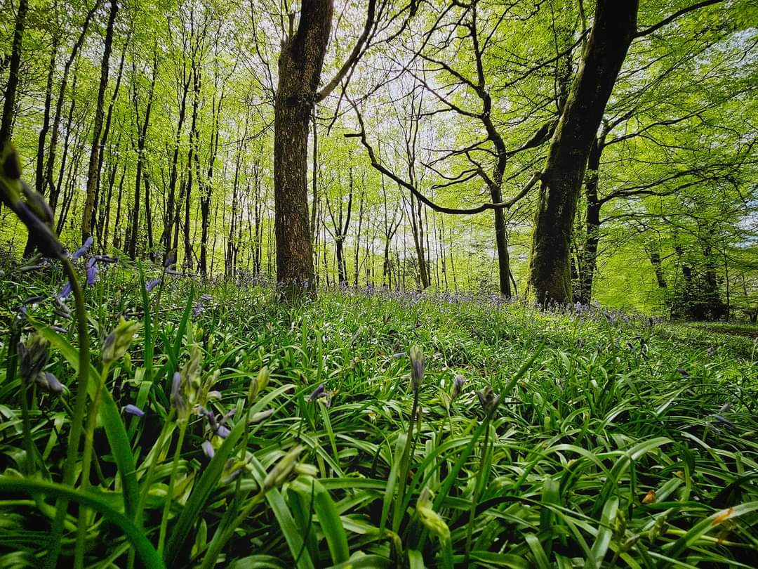 Woodland walks in Wentwood forest @Ruth_ITV @DerekTheWeather @S4Ctywydd @ThePhotoHour @visit_mon @MonCountryside @visitwales @BBCWales @NewportOnline #wales ##natureisbeautiful