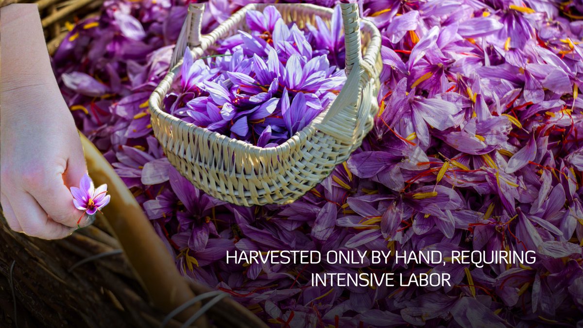 indusfoodshow's tweet image. Unlock the Secrets of #Saffron - A Spice that is more precious than gold and handpicked for perfection! Saffron is not just the world’s most expensive spice; its vibrant color comes from crocin
Explore more such spices at #Indusfood2025: indusfood.co.in 
#SpiceIndustry