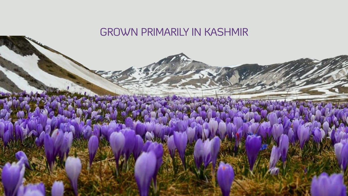 indusfoodshow's tweet image. Unlock the Secrets of #Saffron - A Spice that is more precious than gold and handpicked for perfection! Saffron is not just the world’s most expensive spice; its vibrant color comes from crocin
Explore more such spices at #Indusfood2025: indusfood.co.in 
#SpiceIndustry