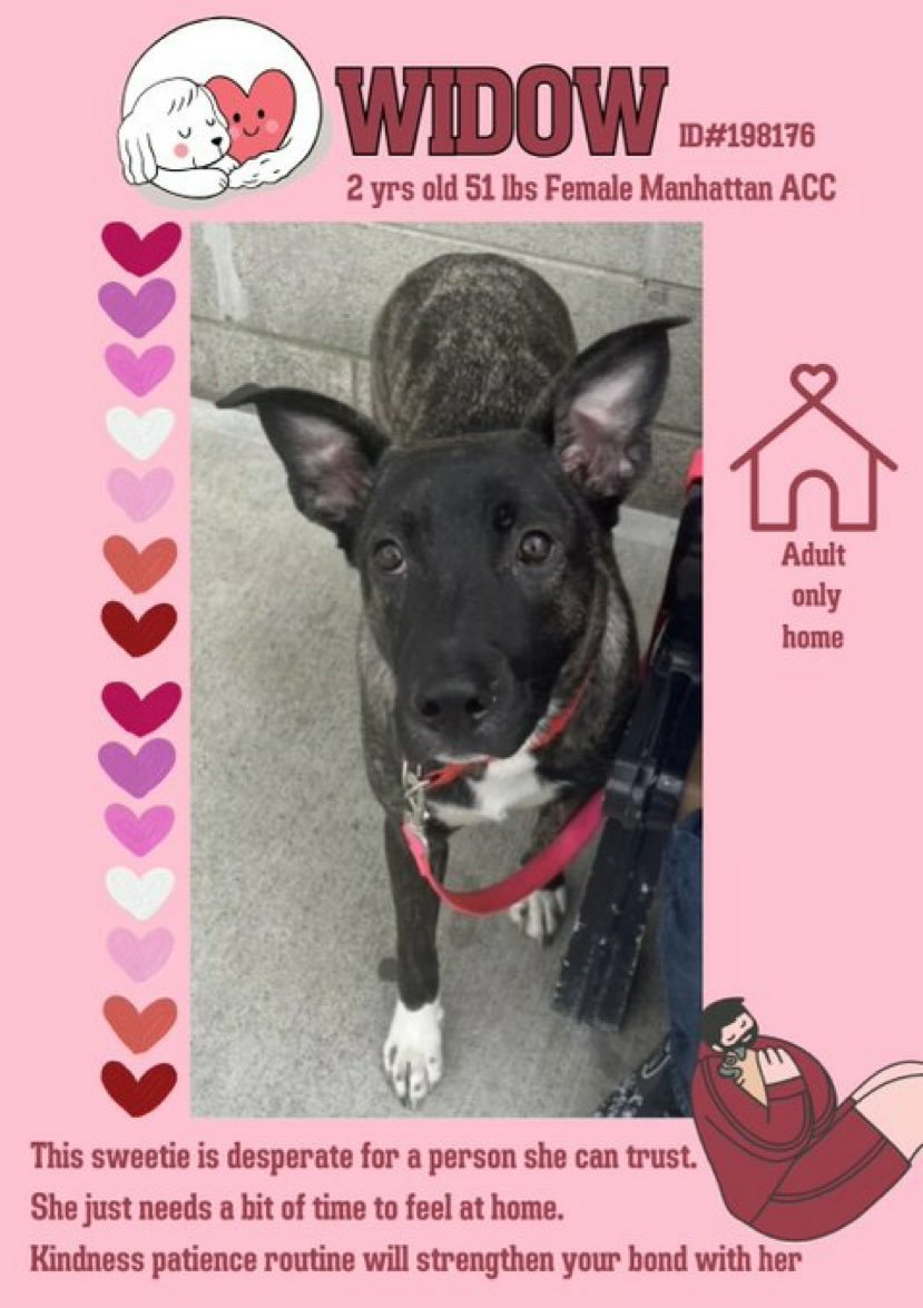 🐾 #Adoptme WIDOW 2yrs #Macc Nycacc.app #198176 Adorable sweetheart needs routine kindness and patience time to adjust and of course lots of love ❤ Dm @CathyPolicky @SuzanneSugar #FostersSaveLives 🐕