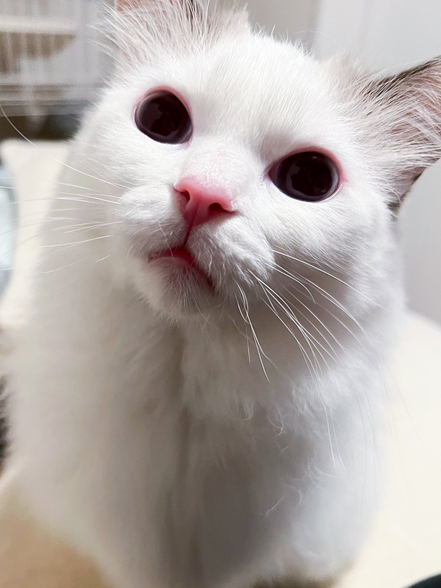 temmie20221224's tweet photo. 2023.12.26。
ちゅーるを訴えてきました。
#day368 #ちゅーるだいすき #猫のいる暮らし #猫のいる生活 #テミー #temmie #ラグドール #ragdoll #猫 #cat https://t.co/FoBTQt7rFc