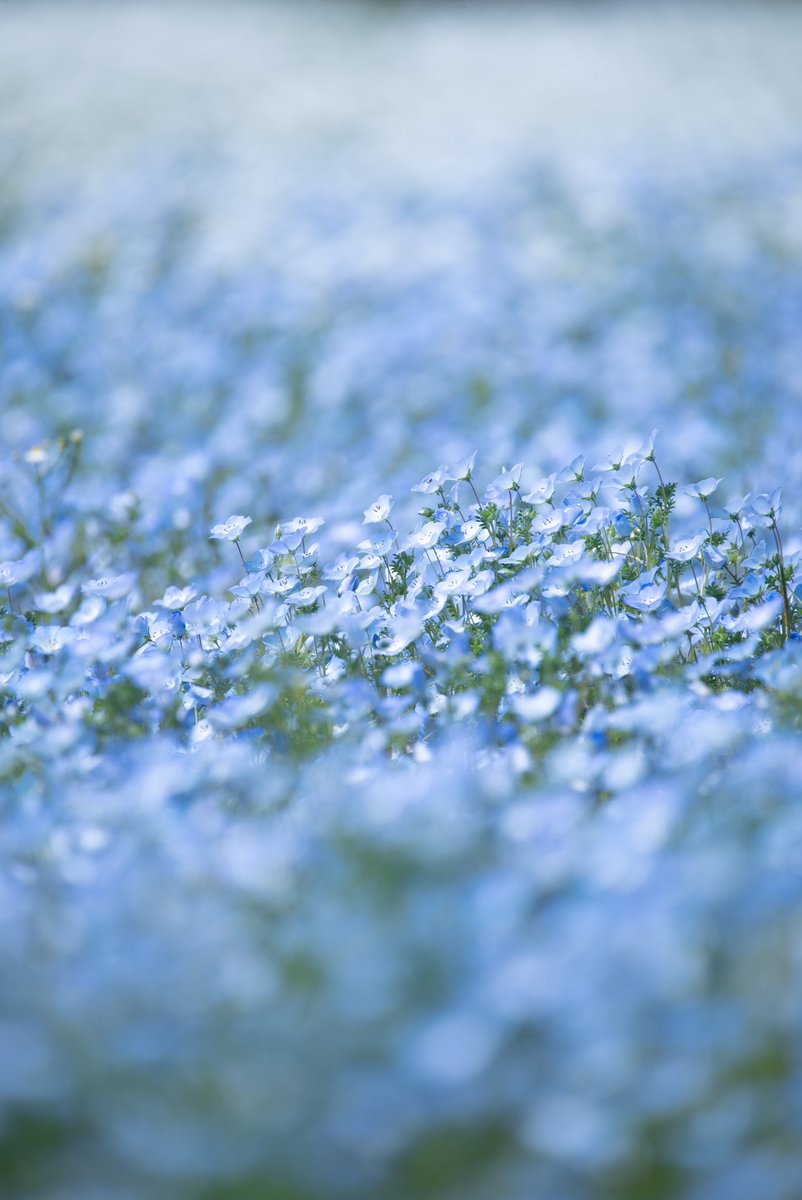 mcpork7's tweet photo. ネモフィラ綺麗やった✨

Camera: Nikon D750
Lens:SIGMA 150-600mm F5-6.3 DG OS HSM Contemporary

#Nikon
#D750 https://t.co/jIXx5RQ8yV