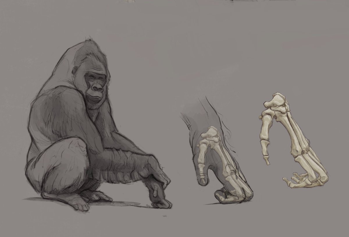 Some gorilla anatomy drawings #apes #primates #gorilla #art