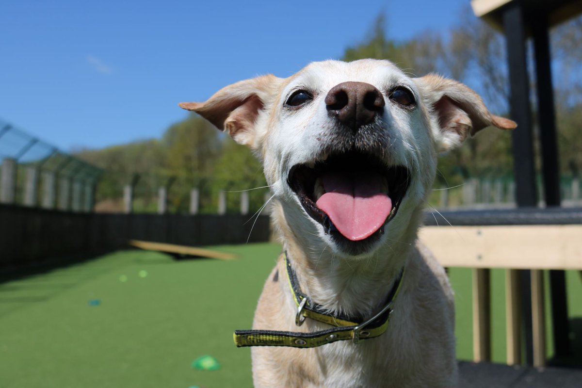 Majestic Mylo is a mature fella at 13 years old but he still loves getting out and about, as well as cheese and some good scritches! 🥰 This golden oldie is available for adoption - he is looking to be the only pet where he can be spoiled rotten like the prince that he is 👑💙