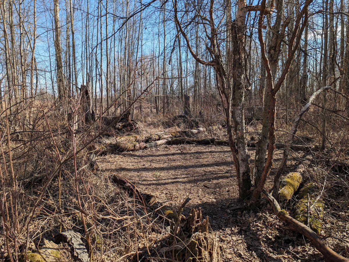 Spent yesterday clearing and building trails