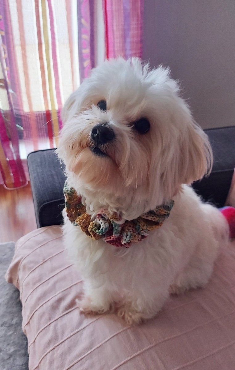 HangryHarto tweet media