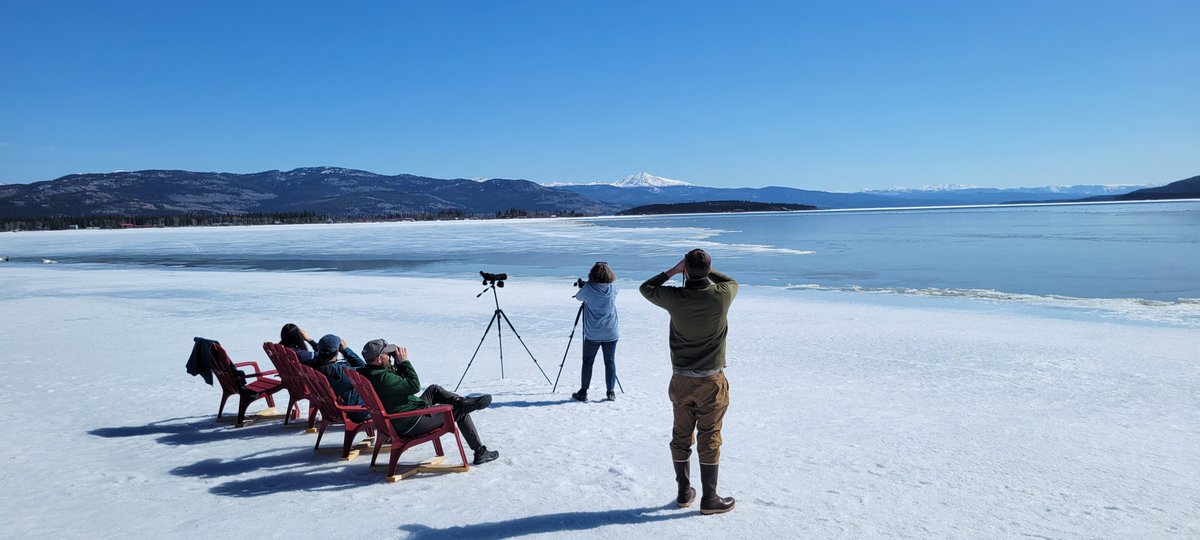 Get out and see the swans this week before they fly to thier breeding grounds. #swanhaven #yukonwildlifeviewing