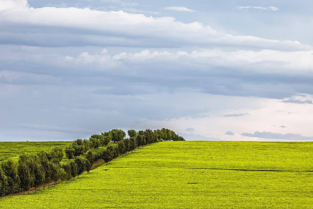 A stunning lush green view from Nandi Hills, the line of trees are tea bushes left to grow into trees so they can act as natural windbreaks. 📍Nandi County.