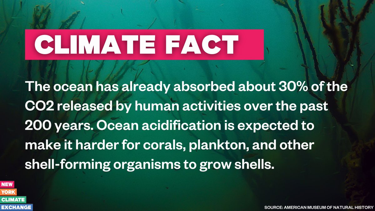 🌍 #ClimateFact: The ocean has already absorbed about 30% of the CO2 released by human activities over the past 200 years. Ocean acidification is expected to make it harder for corals, plankton, and other shell-forming organisms to grow shells. amnh.org/exhibitions/cl…