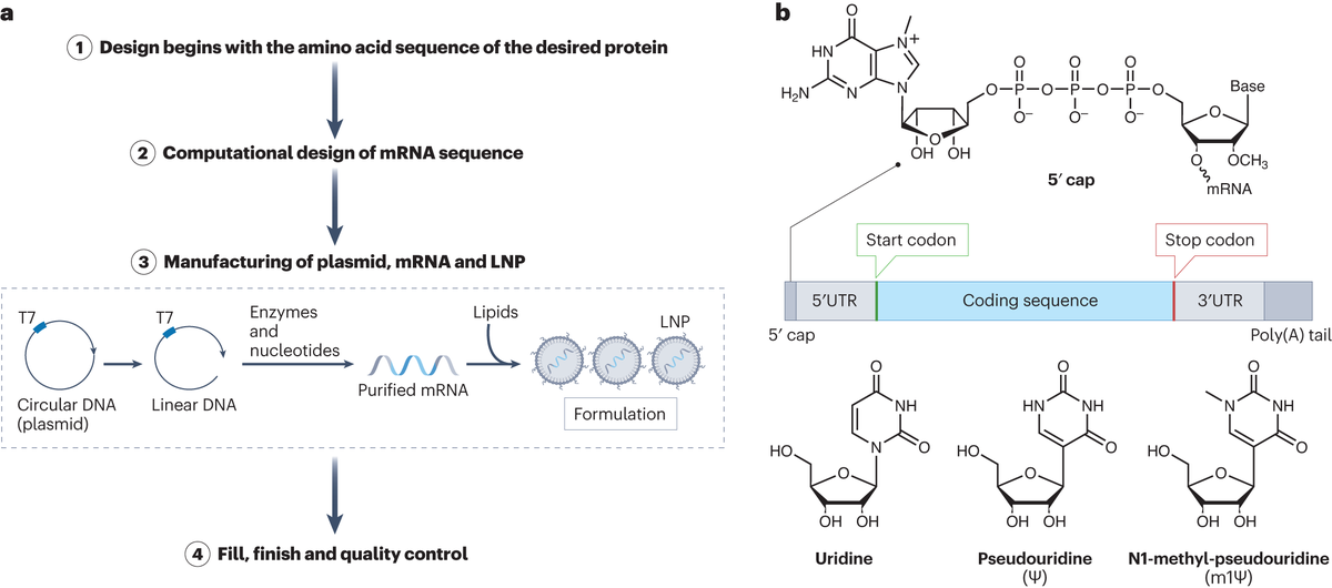 NatRevDrugDisc's tweet photo. For readers interested in mRNA therapeutics, this recent review covers levers for their design, focusing on the interplay between mRNA sequence and structure, and how these parameters affect mRNA function and stability https://t.co/R7w3gBDjoy https://t.co/wX7oN5I5kP https://t.co/lakJ9Kpxek