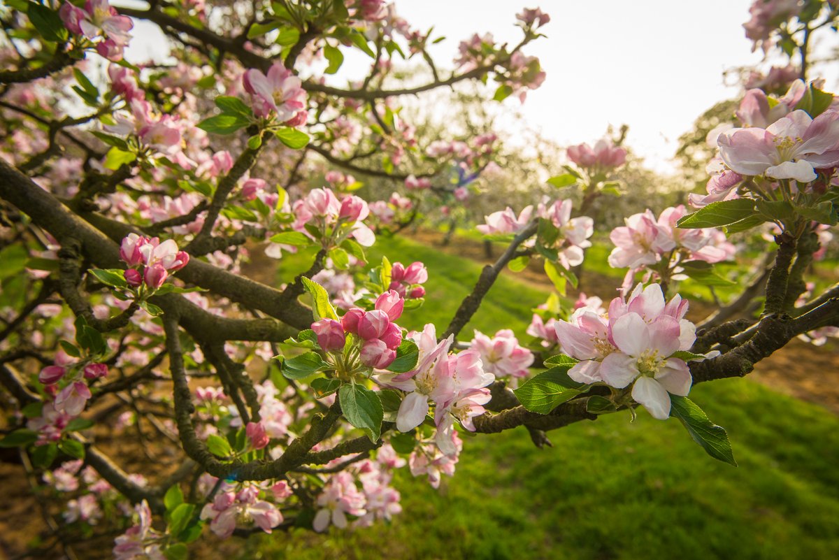 Blossom has officially arrived here at Myrtle Farm and it’s as beautiful as ever! We can’t wait to see some more amazing views of our apple orchards as we head through Spring 🍎🌸