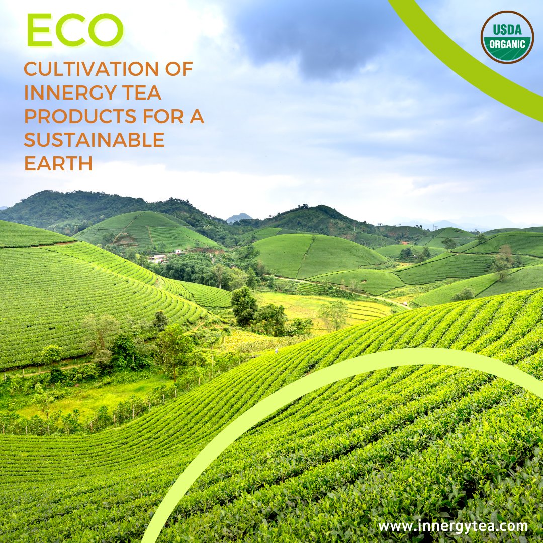 InnergyTea's tweet photo. 🍵💚 At Innergy Tea, we're not just passionate about crafting the perfect cuppa; we're committed to cultivating it #sustainably too! 🌿 Our journey towards eco-friendly tea production starts with YOU. We want to hear YOUR thoughts on sustainability 🌍💬
Bio🔝
.
.
#innergytea #tea https://t.co/dgQyC1Cao0