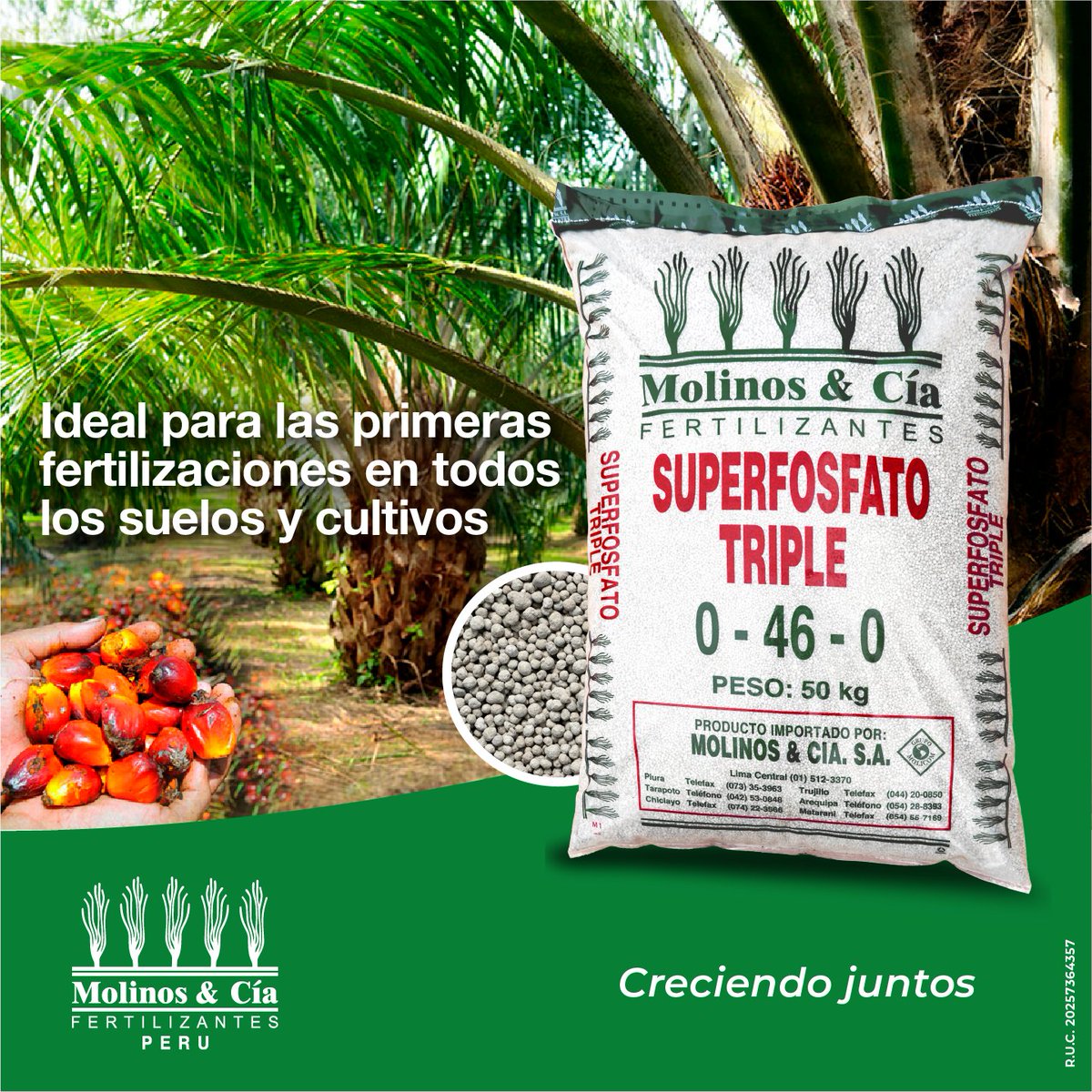 El Superfosfato Triple brinda buenos resultados, especialmente en las primeras etapas fenológicas del cultivo por la importancia del fósforo sobre el desarrollo de raíces.

#AgriculturaSostenible #agriculturafamiliar #agricultura #fertilizantes #solucionesagrícolas #cultivo #agro