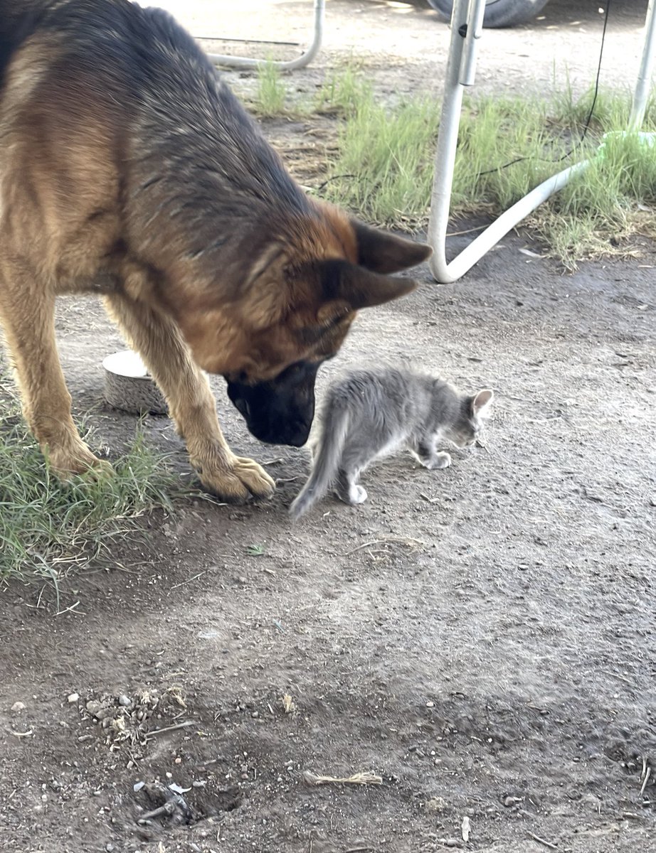 _MicaSalinas's tweet photo. Lo malo de criar perros grandes que son buenos con gatitos, es que los gatitos creen que todos los grandotes son iguales. 
Hoy un perrito mató a una de nuestras bbs 🖤
Ojalá tengas un guardián como Apolo en el cielo gatuno 🩶 https://t.co/5HBaeTRi1a