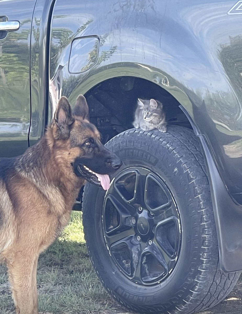 _MicaSalinas's tweet photo. Lo malo de criar perros grandes que son buenos con gatitos, es que los gatitos creen que todos los grandotes son iguales. 
Hoy un perrito mató a una de nuestras bbs 🖤
Ojalá tengas un guardián como Apolo en el cielo gatuno 🩶 https://t.co/5HBaeTRi1a