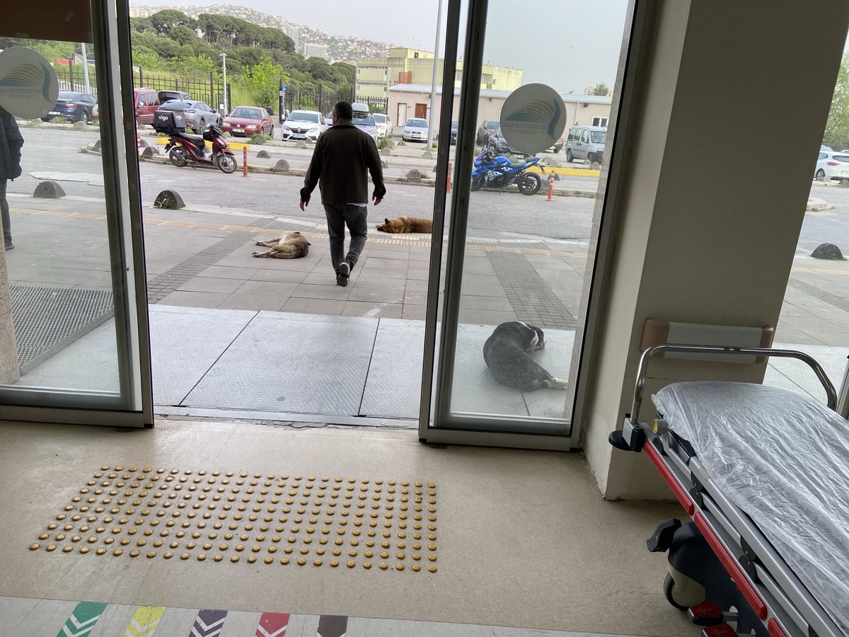 buyasaerdirdin's tweet photo. İstanbul-Maltepe- Süreyya Paşa Göğüs Hastalıkları Hastanesi - Acil girişi.
Köpekler izin verirse evime gidicem ama köpek tüyüne de alerjim çıktı.
#köpekleritoplayın #başıboşköpekterörü #kopekleritoplayin #basiboskopekteroru https://t.co/L2ab5Dw8ve