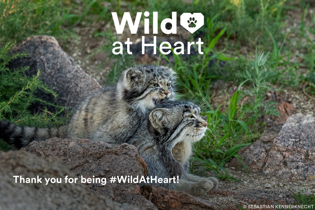 🙏😸 Thank you for pledging to be #WildAtHeart this Earth Month. With your support, we can convey the importance of wild cats to their ecosystems and help them overcome the many challenges they face.

To coexist with wild cats, let's continue to be wild at heart every day.