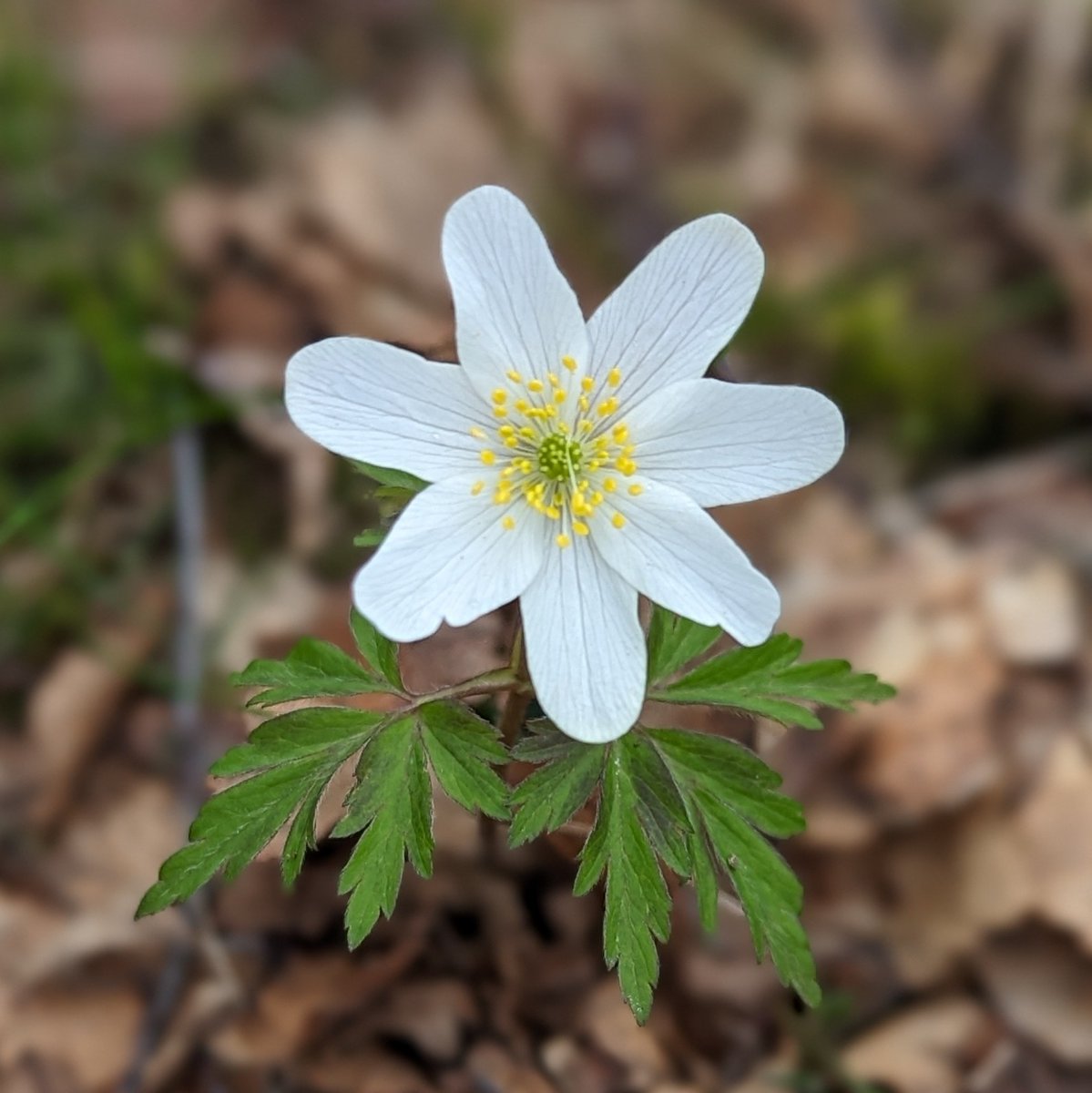 Love seeing the wood anemones appear! Sure sign of spring. Share pics of the #wildflowers on your ambles. 😃 @CNPnature @PlantlifeScot #WildflowerWednesday #Cairngorms