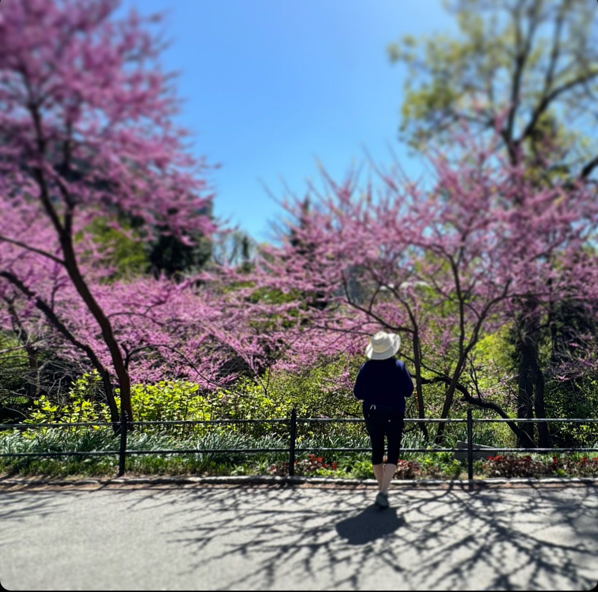 💕 🌸 Redbuds trees #centralpark #uppereastside #NYC #ny1pic #photography