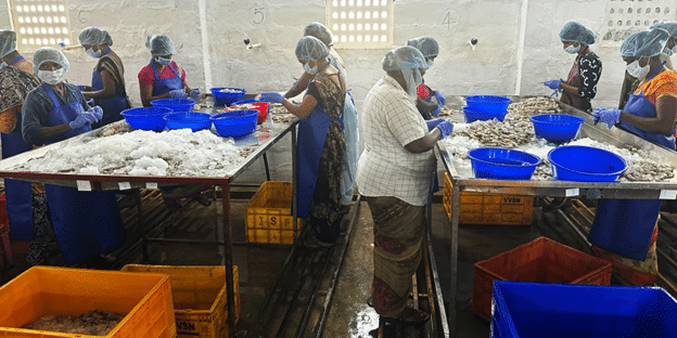 SeaChoice's tweet photo. What's the true cost of shrimp?
Investigations by #TheOutlawOceanProject and @CorpAcctLab have uncovered serious allegations of forced labor, child labor, worker exploitation and dangerous working conditions in the Indian shrimp supply chain.
https://t.co/XP5nZM5pCO https://t.co/VVHX9SYwP0