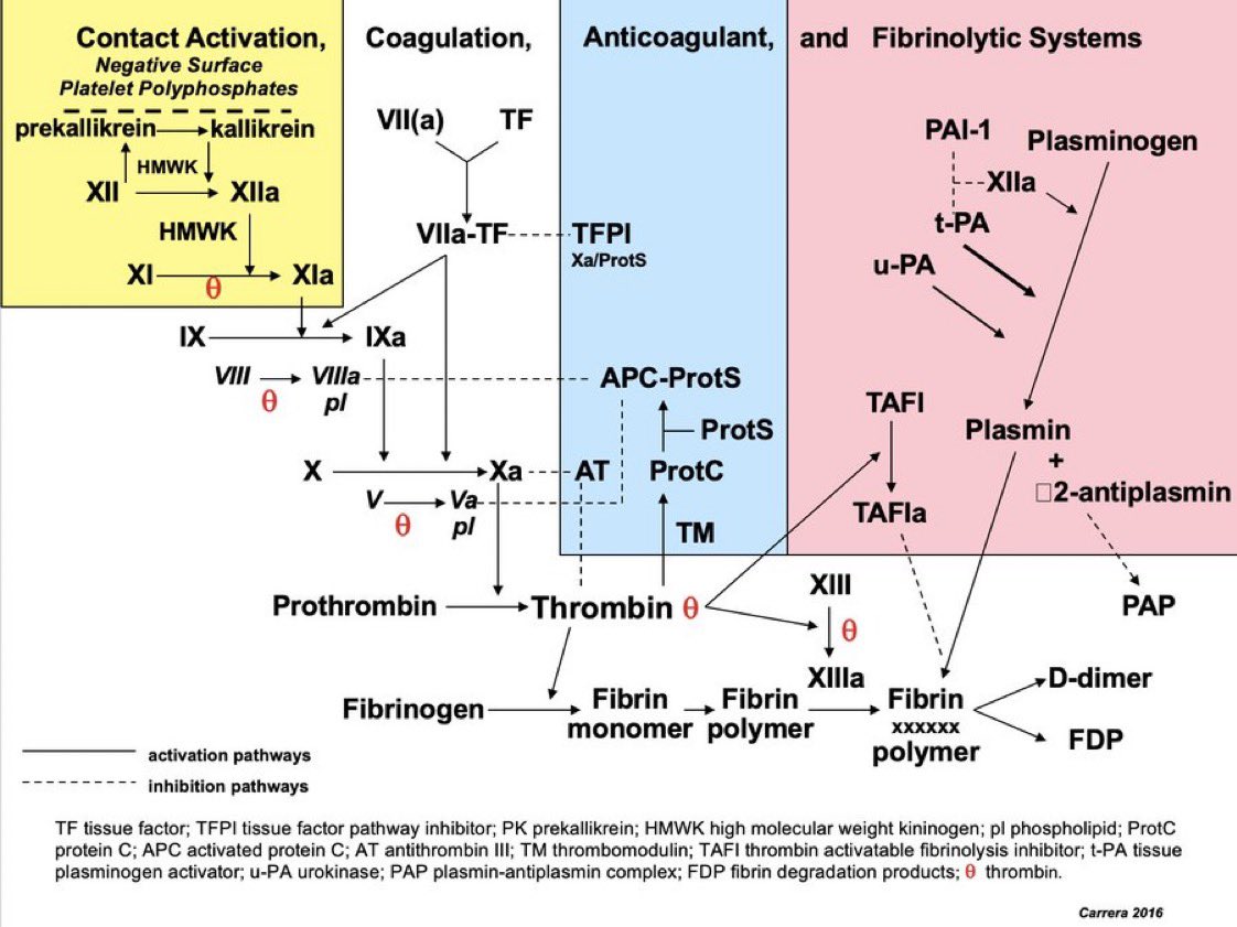 coagulation cascade By Dr. Carerra at UCSD H/t: @AaronGoodman33 #MedEd #medx