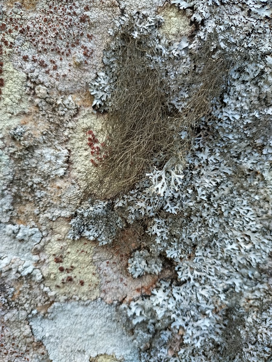 A diverse range of lichen species growing on a standing rock near Holystone @NlandNP #lichen #standingstone #textures