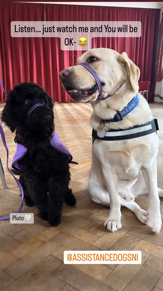 Pluto's training sessions just got even more exciting! He recently caught up with an old friend, Lexi - Assistance Dogs NI - ADNI to visit our school. Lexi gave our Therapy Dog some pawesome tips. Can't wait to see what Pluto has learned! 🐶👀