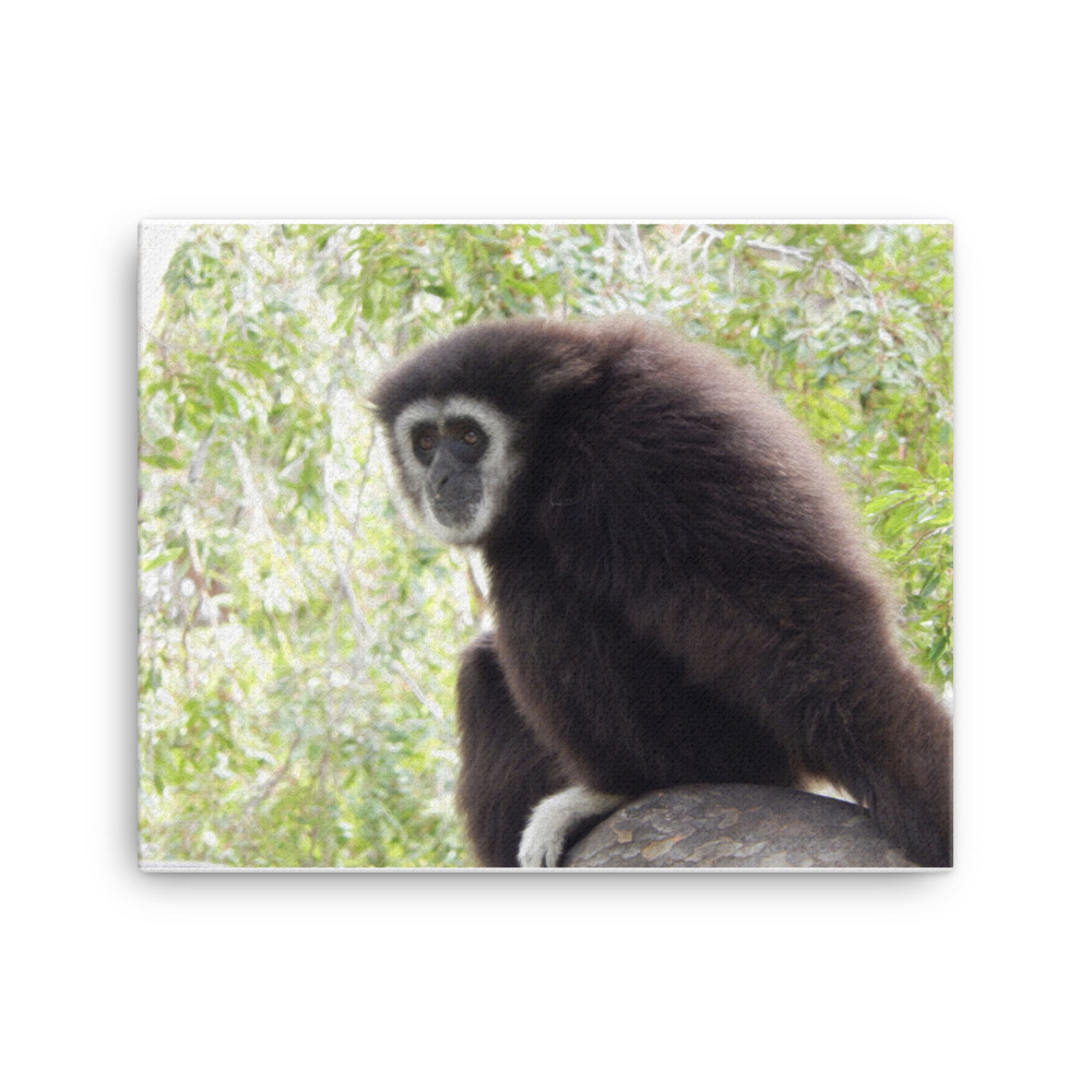 White Handed Gibbon on a Branch Canvas (16″ x 20″ and 18″ x 24″) pastasworld.com/product/white-… #canvasprint #oilpainting #16x20canvasprint #18x24canvasprint #canvas #picture #painting #photography #nature #homedecor #beauty #independentartist