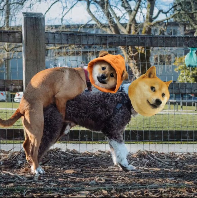 HGEABC's tweet photo. FEHU = ORDI  

First is First

DOG = SATS

Largest holder base and most fair drop.