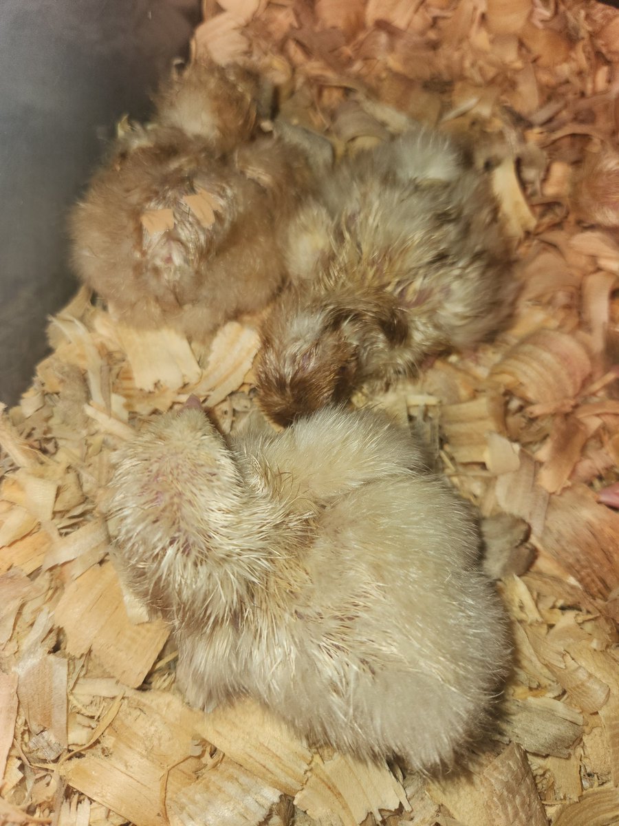 My babies!  😍🐣. I'm not overly attached to these little ones! 😉😂<a href="/Humble_Science/">Humble ISD Elementary Science</a> <a href="/Angela_bland1/">Angela Bland</a> <a href="/HumbleISD_GE/">Groves Elementary</a> <a href="/stephanie_dye11/">Stephanie Dye</a> <a href="/wheelerteaches/">𝙲𝚘𝚍𝚢 𝚆𝚑𝚎𝚎𝚕𝚎𝚛</a>
