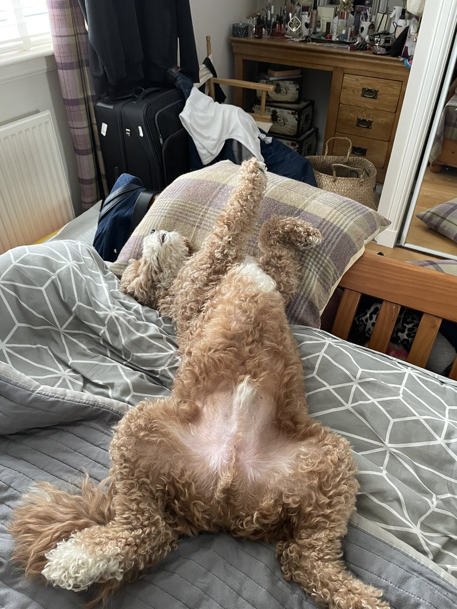 Boo 🐶 & Bear 🐻🏴󠁧󠁢󠁳󠁣󠁴󠁿🐾 💖™️ tweet media
