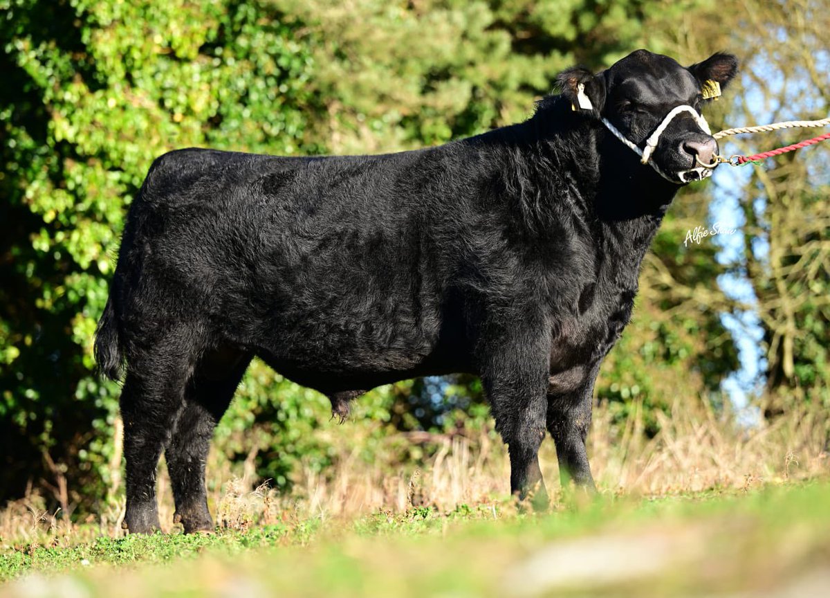 🔷🔷New Sire Alert!🔷🔷 Fellfort V Rodger 1584 (AA9775) €201 Replacement Index €117 Terminal Index €175 Dairy Beef Index Incredible new Kealkil Prime Lad son with width, bone & style! 5 star Beef Sub Index at €106 Supplying Ireland’s Leading Sires for Generations!