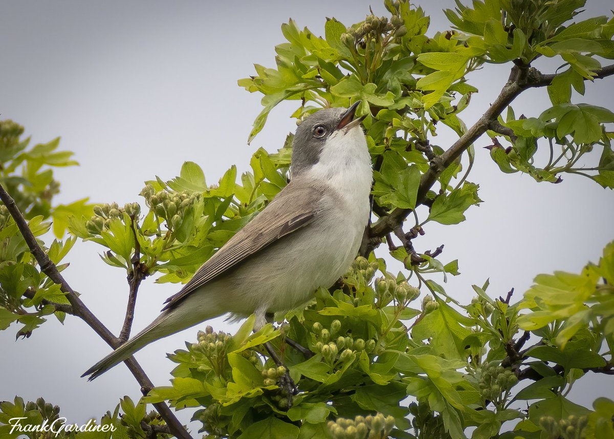 Lesser Witethroat, West Path, Lodmoor, Weymouth. (24-04-24)