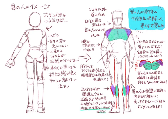 友達に聞かれた男の人の骨格、筋肉の説明!自己流で30分クオリティなので汚いですが、よかったら参考にしてくださいちなみに「首は太くないと頭落ちて死ぬ」は幼稚園の頃通っていた絵画教室の先生の名言です 