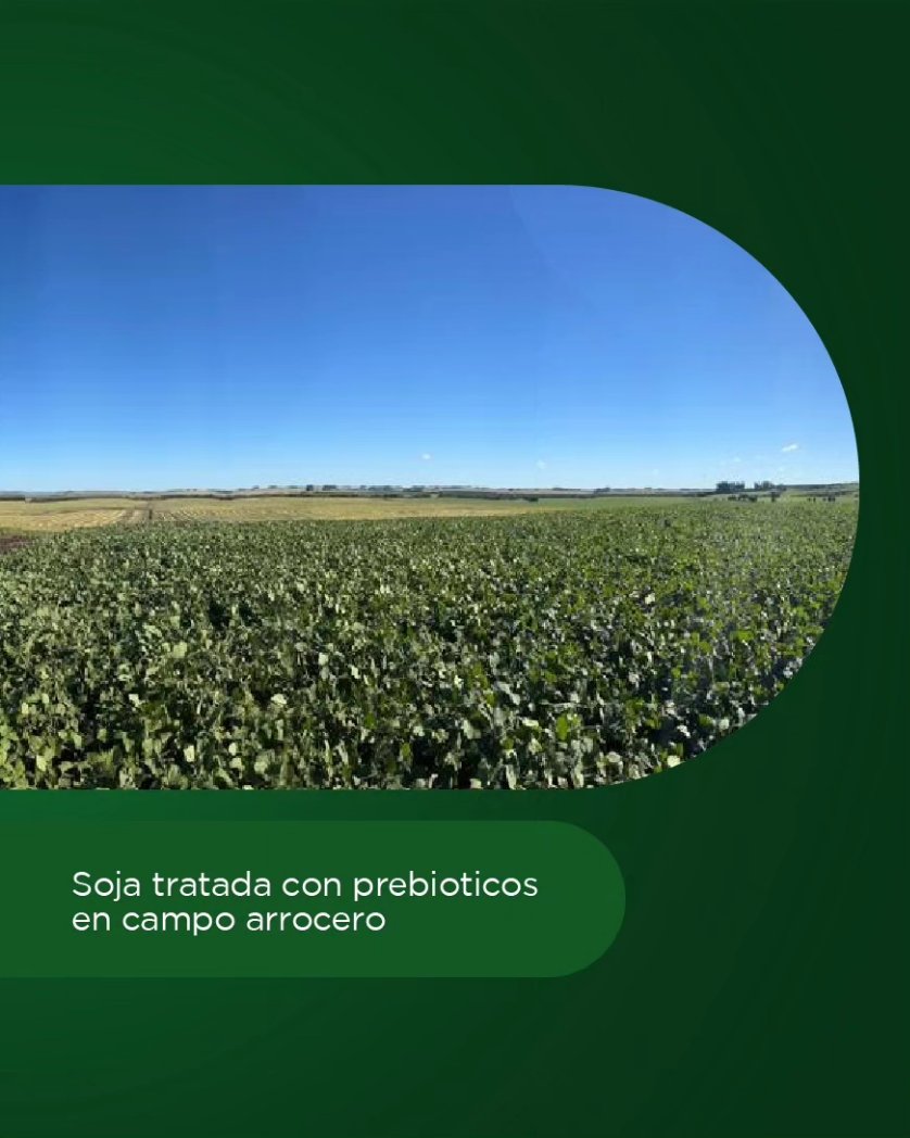 Les presentamos un cultivo de soja tratado con prebióticos en un campo arrocero ✅️

Si tienes alguna pregunta, no dudes en ponerte en contacto con nuestros Técnicos Comerciales a través de los siguientes números: +598 99 658 717 / +598 99 725 201