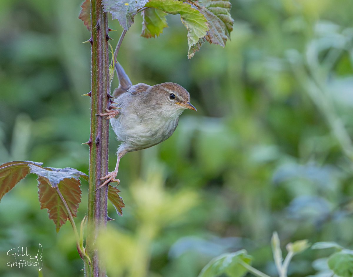 grifbag1's tweet photo. After a great holiday in Extramadura with @BCNbirding, home reflecting on your images and this is the top 5🤣🤣.
It has saved hours of frustration!!
@Natures_Voice
@RSPBLiverpool
@CAWOSBirding
#cetti https://t.co/r4fNIcgAcv