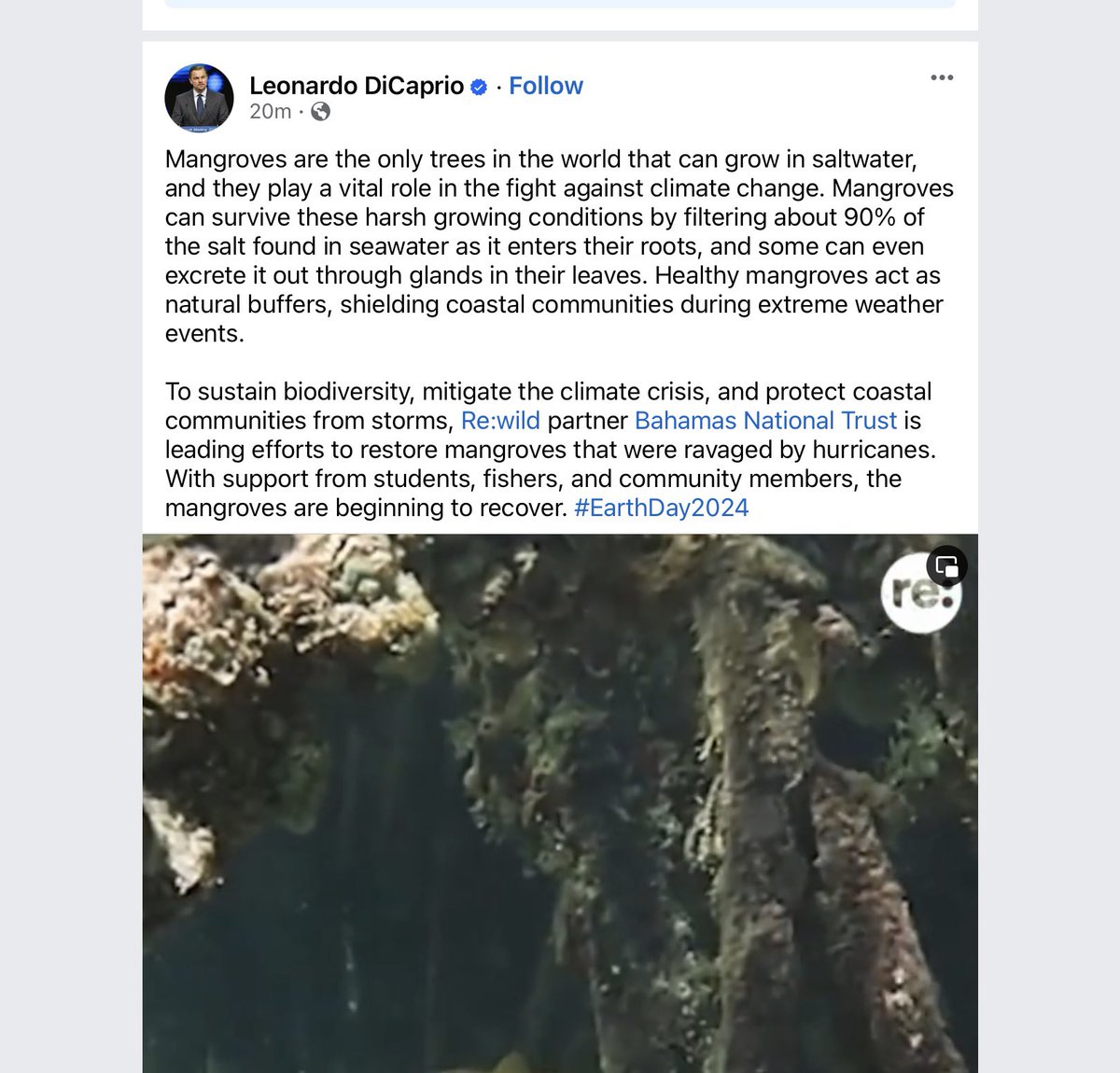 Morning Blend (@morningblend969) on Twitter photo EARTH WEEK on #MorningBlend:
Elijah Sands, <a href="/BNTBahamas/">Bahamas National Trust</a>, joins us in Part 3 to talk about efforts to preserve mangroves throughout the country and their famous allies, and initiatives like #Conchservation.
We also discuss invasive species like raccoons 🦝 and green iguanas🦎 EARTH WEEK on #MorningBlend:
Elijah Sands, <a href="/BNTBahamas/">Bahamas National Trust</a>, joins us in Part 3 to talk about efforts to preserve mangroves throughout the country and their famous allies, and initiatives like #Conchservation.
We also discuss invasive species like raccoons 🦝 and green iguanas🦎