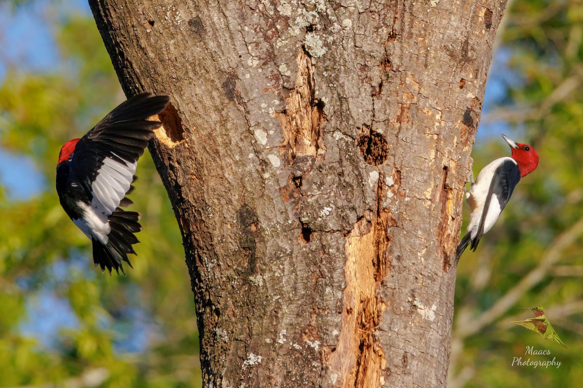 #RedheadedWoodpecker (#Melanerpeserythrocephalus) coming in for a landing. 
Marietta, Ga 
#Canon EOS R7
.
.
.
#woodpecker 
#TwitterNatureCommunity #wildlifephotography #birds #birdphotography #birding #BirdTwitter #canonphotography #ShotOnCanon #NaturePhotography #CanonFavPic