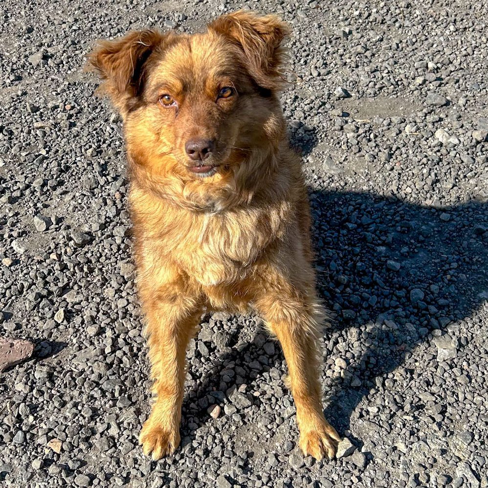 VALENTINA is in kennels in #Worcestershire  - available to adopt/foster
She is 1 year old and small/medium in size. She will need an experienced home, and could live with another dog (no children under 12 as she can be a little mouthy still)
#Worcester #Shropshire #Staffordshire