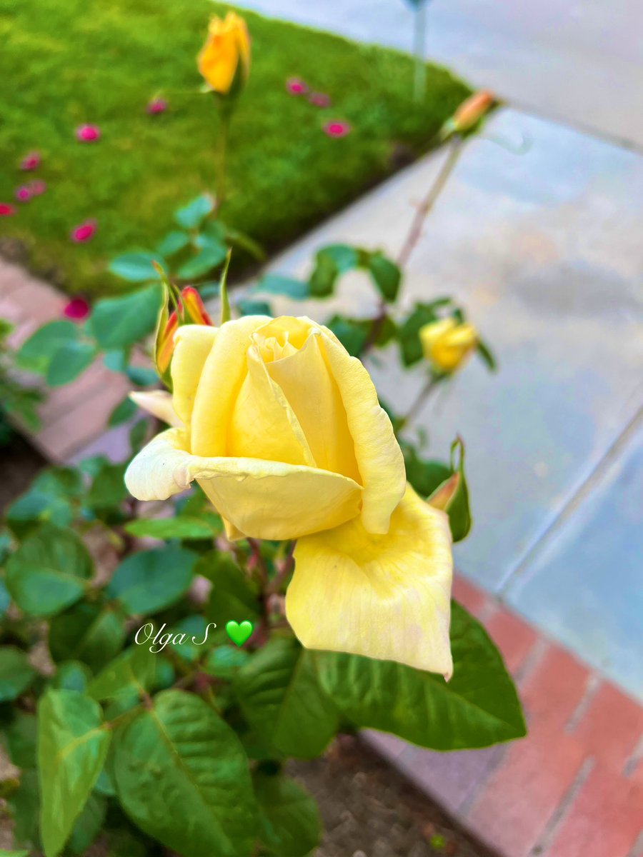 For you my dear friends 🌼🌹💛 📸 By Me 💚