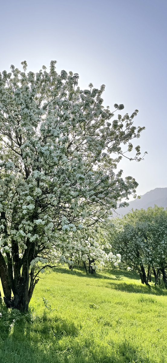 smterik30's tweet photo. #colemerg 🌸🍀 https://t.co/CXVT6v6MJO