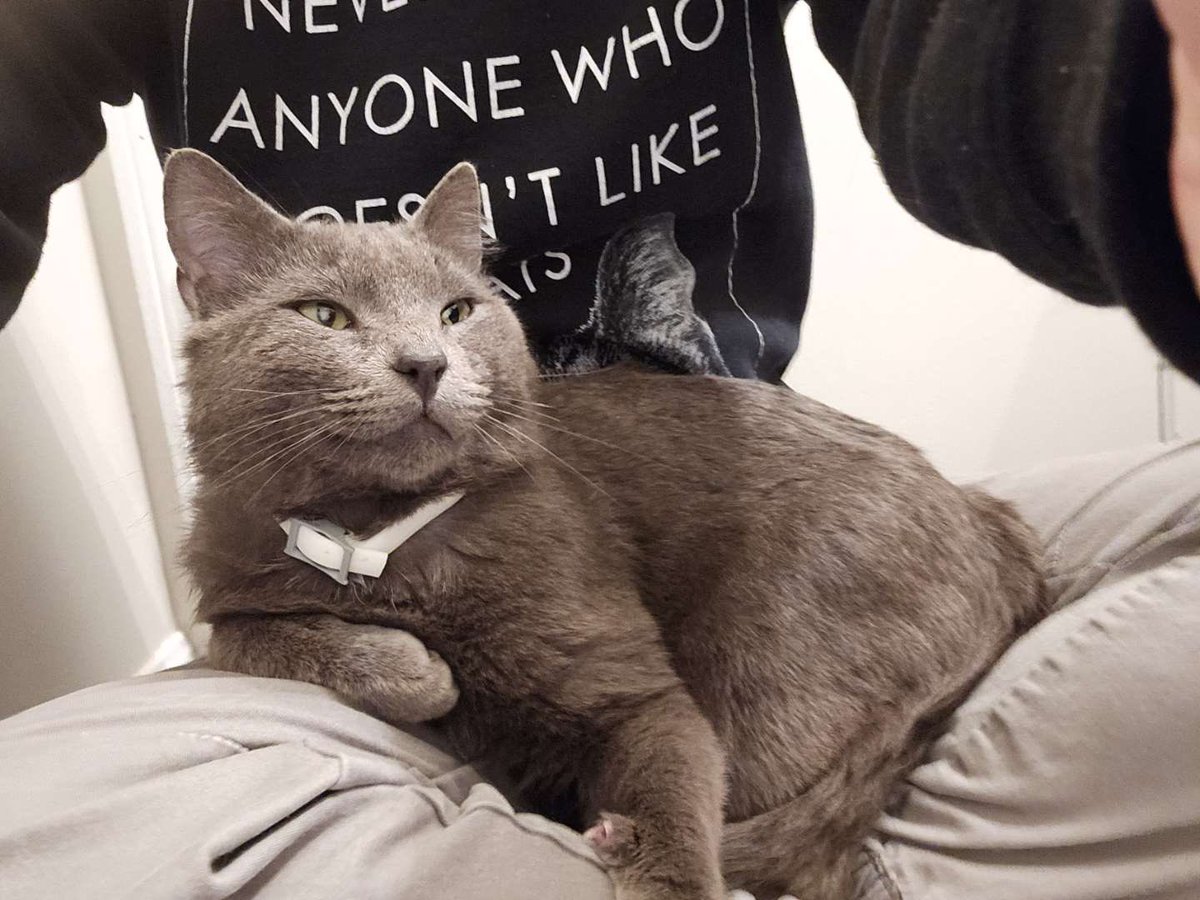 Anyone in the STL/KC area interested in taking in a FIV positive cat? He’s around a year old and is a lover boy. Doesn’t hiss or claw, loves to cuddle and follow you around. Has a rabies vaccine but isn’t neutered, no chip. 
Retweets are greatly appreciated🥺 more details below