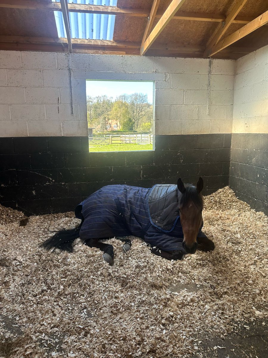 Afternoon snooze in some actual real life SUNSHINE for Curious Rover @K_scottracing